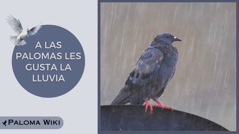 A Las Palomas Les Gusta La Lluvia