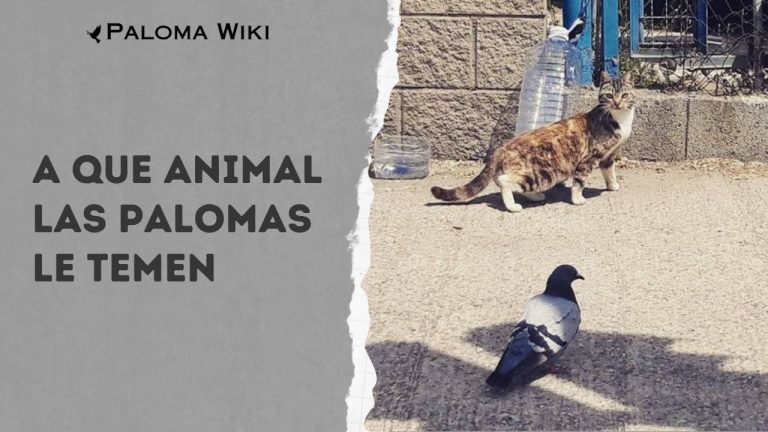 A Que Animal Las Palomas Le Temen