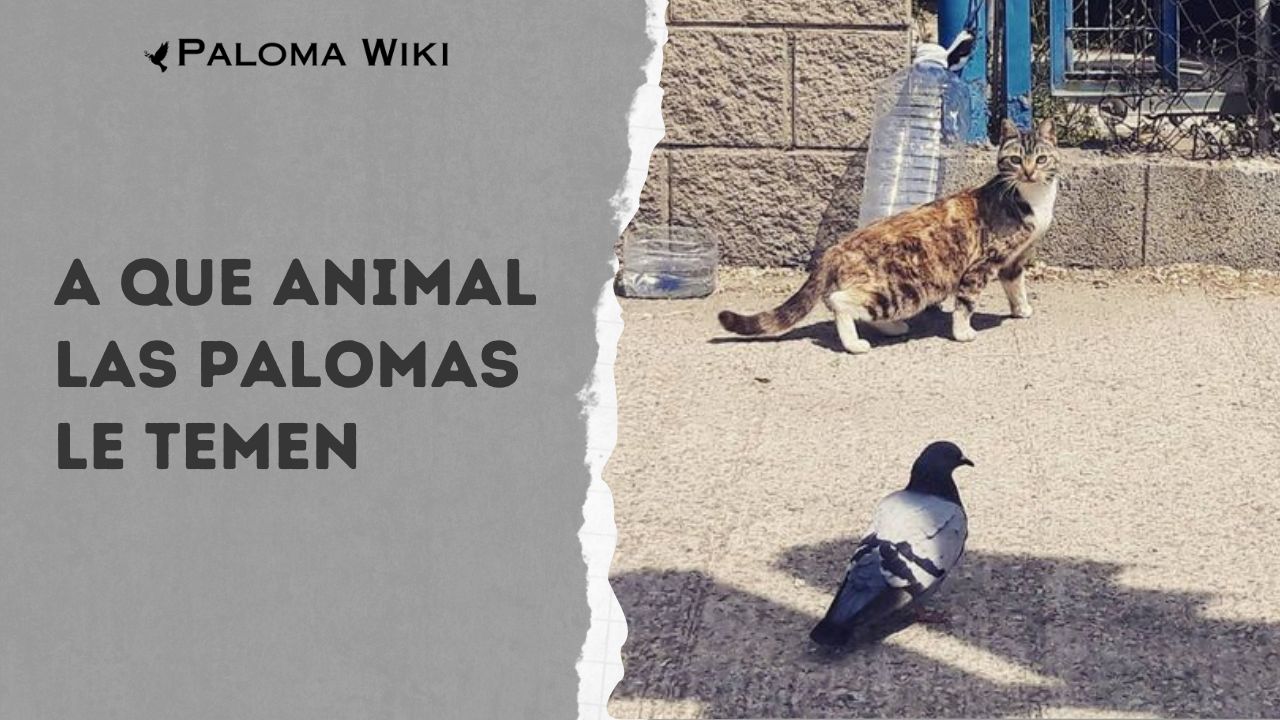 A Que Animal Las Palomas Le Temen