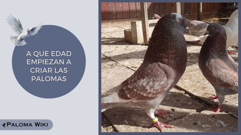 A Que Edad Empiezan a Criar Las Palomas