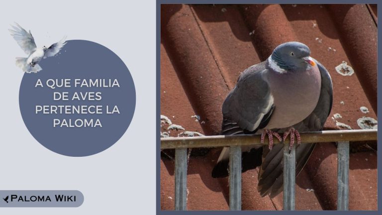 A Que Familia De Aves Pertenece La Paloma