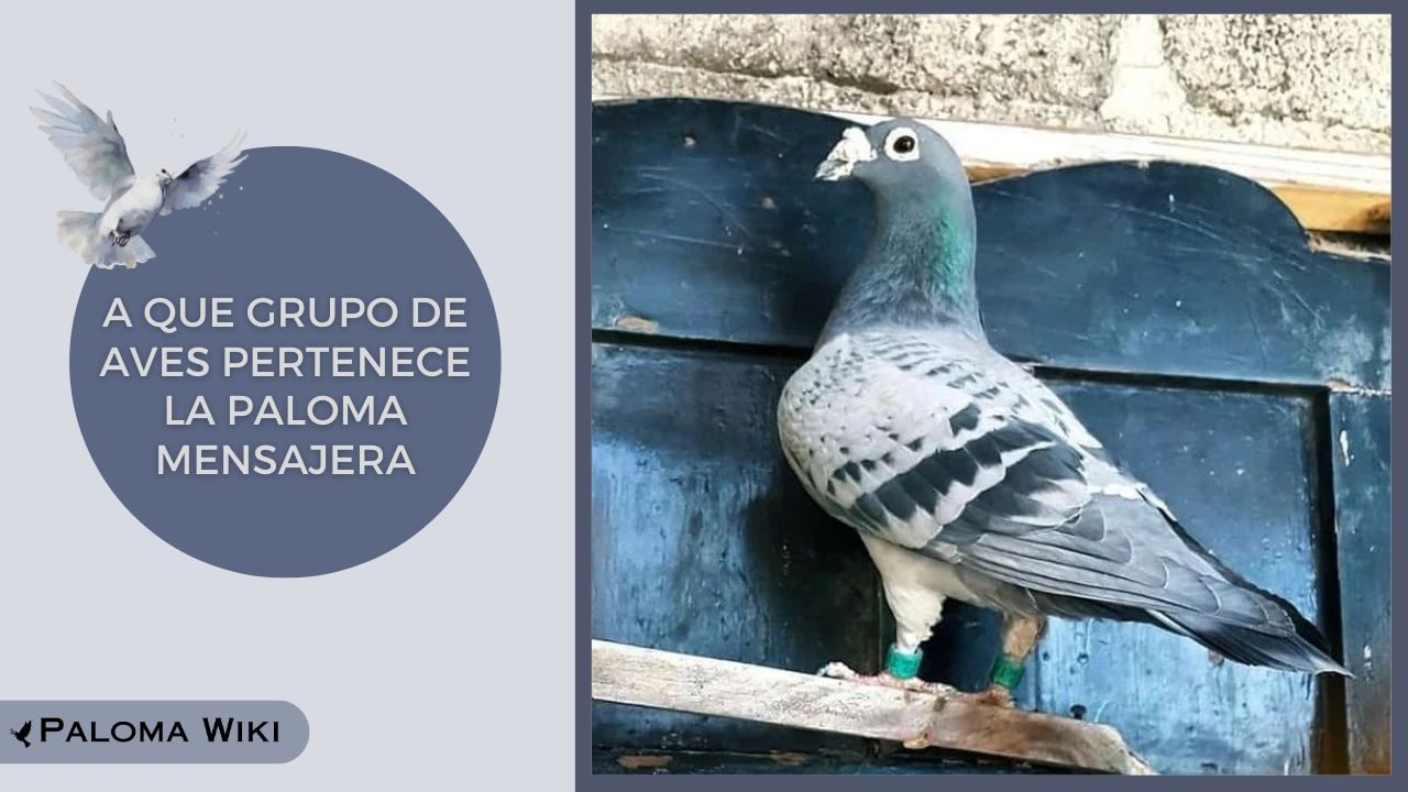 A Que Grupo De Aves Pertenece La Paloma Mensajera