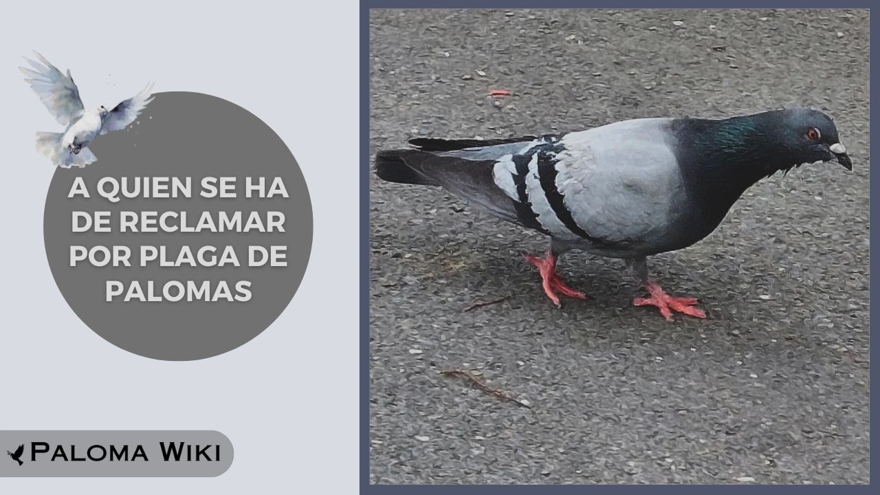 A Quien Se Ha De Reclamar Por Plaga De Palomas