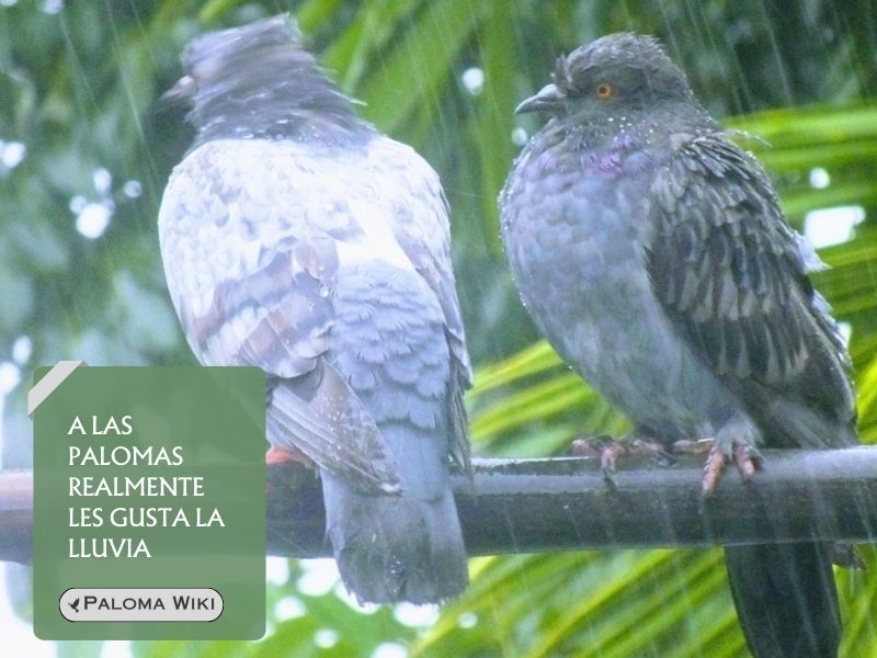 A las palomas realmente les gusta la lluvia