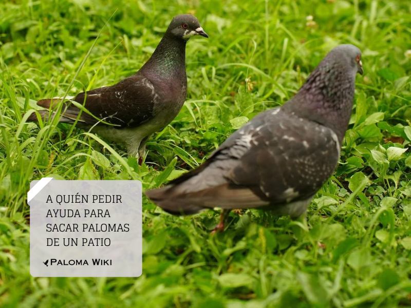 A quién pedir ayuda para sacar palomas de un patio