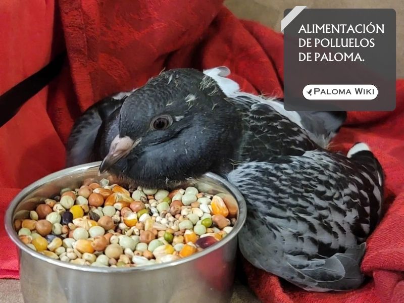 Alimentación de polluelos de paloma.