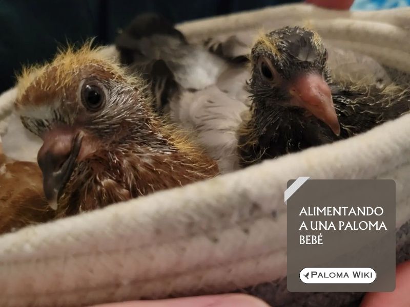 Alimentando a una paloma bebé