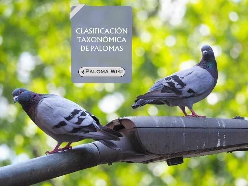 Clasificación taxonómica de palomas