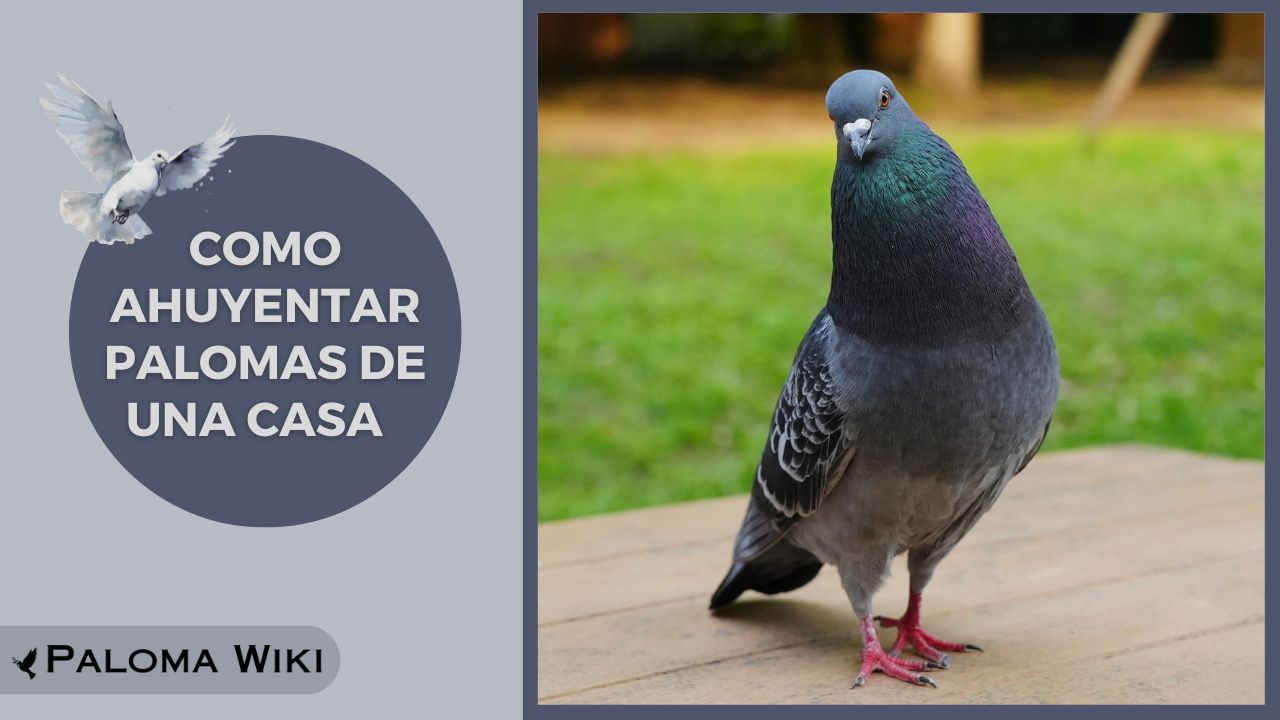 Como Ahuyentar Palomas De Una Casa