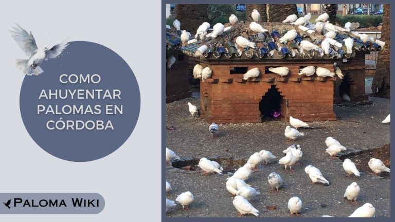 Como Ahuyentar Palomas en Córdoba