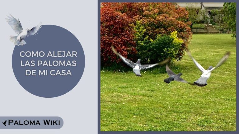 Como Alejar Las Palomas De Mi Casa