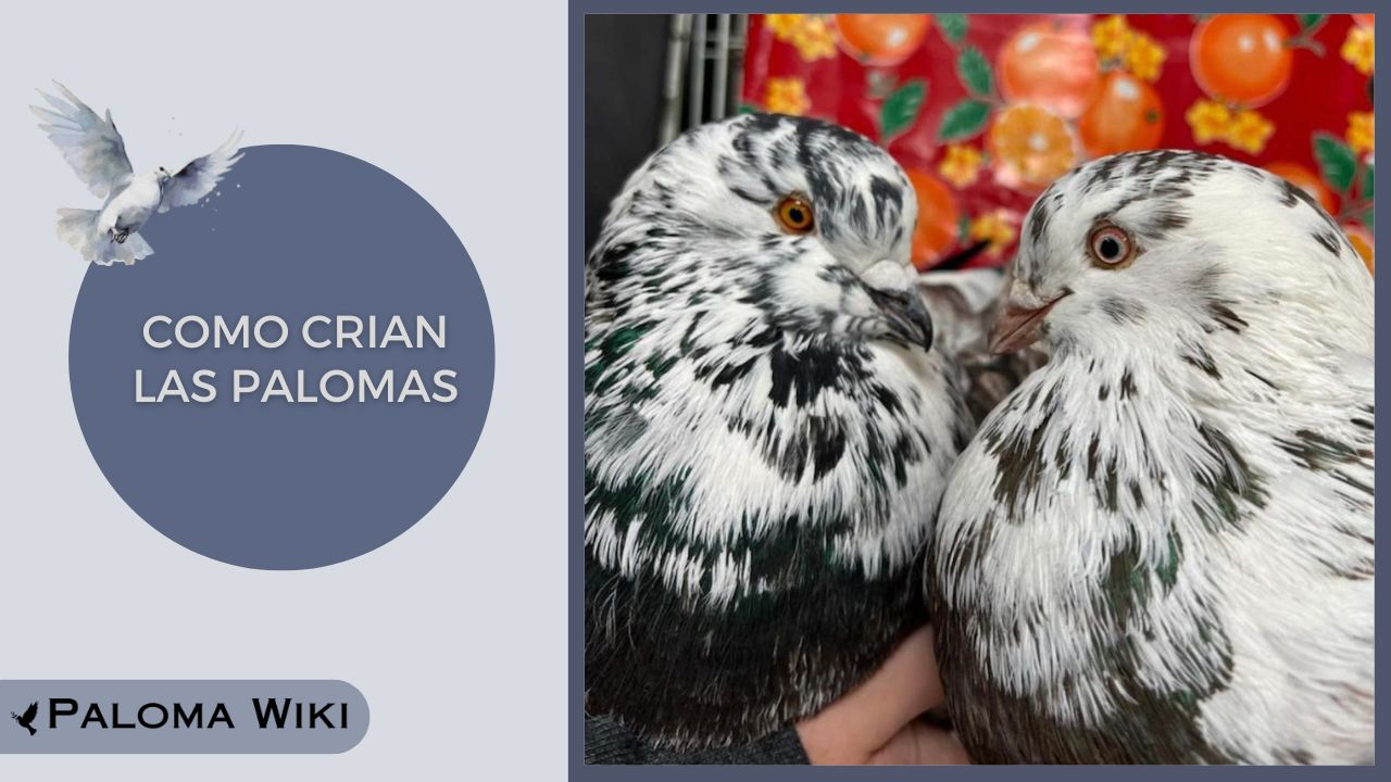 Como Crian Las Palomas