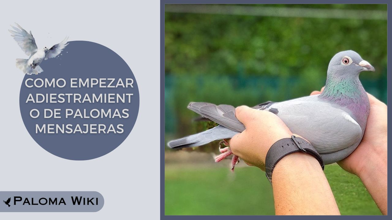 Como Empezar Adiestramiento De Palomas Mensajeras