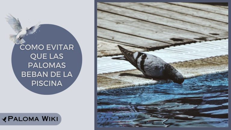 Como Evitar Que Las Palomas Beban De La Piscina?