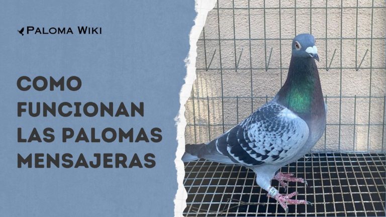 Como Funcionan Las Palomas Mensajeras?