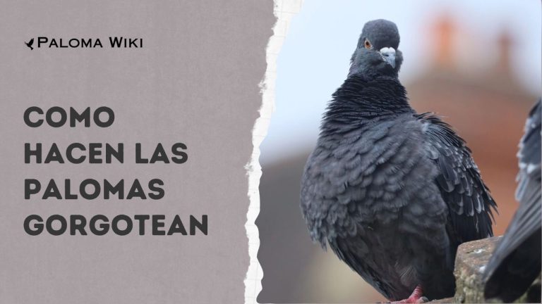 Como Hacen Las Palomas Gorgotean?