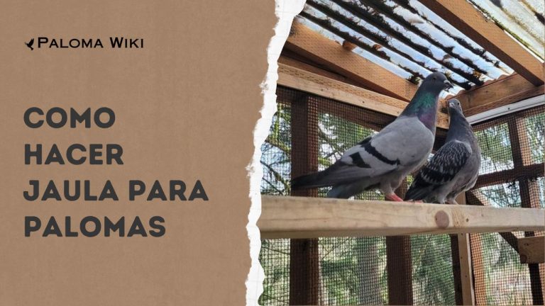 Como Hacer Jaula Para Palomas?