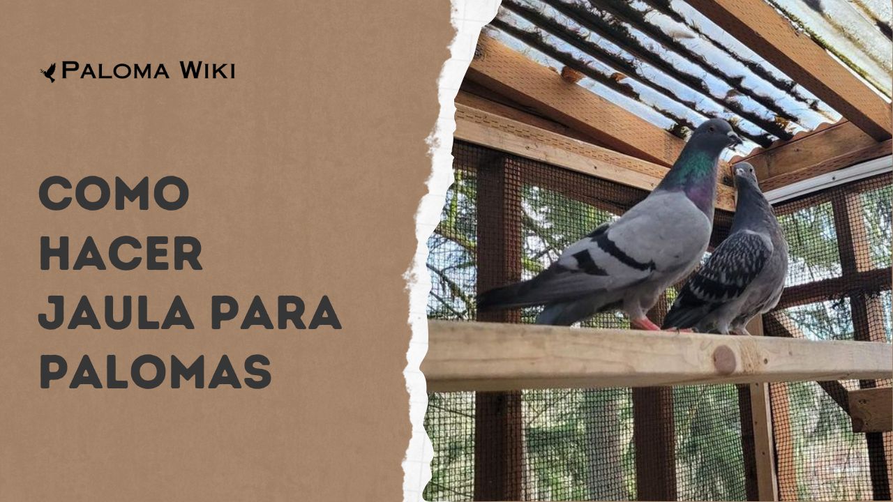 Como Hacer Jaula Para Palomas