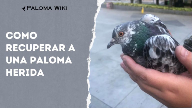 Como Recuperar a Una Paloma Herida?