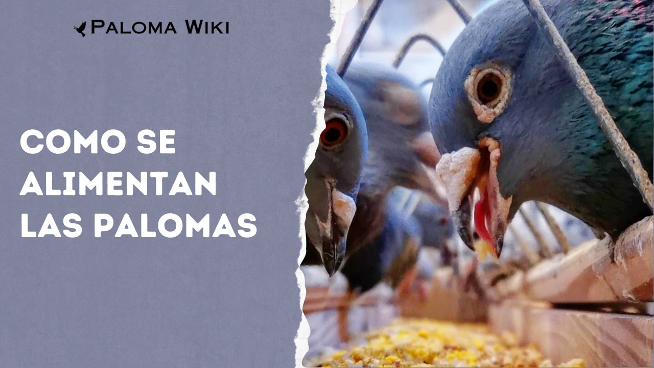 Como Se Alimentan Las Palomas?