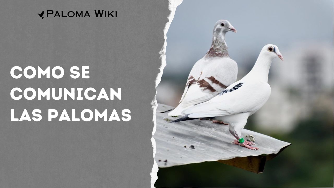 Como Se Comunican Las Palomas