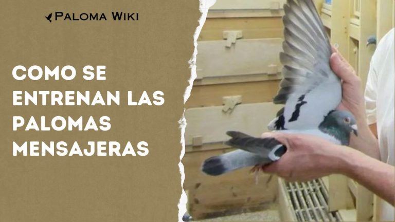 Como Se Entrenan Las Palomas Mensajeras