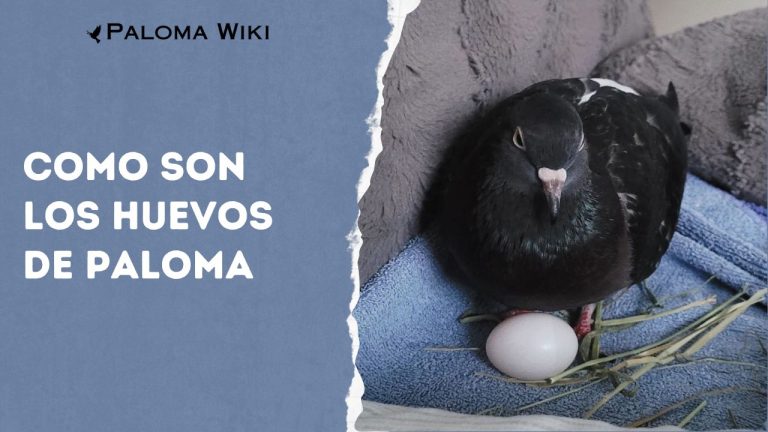 Como Son Los Huevos De Paloma?