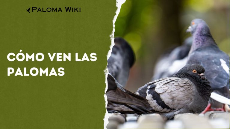 Cómo Ven Las Palomas