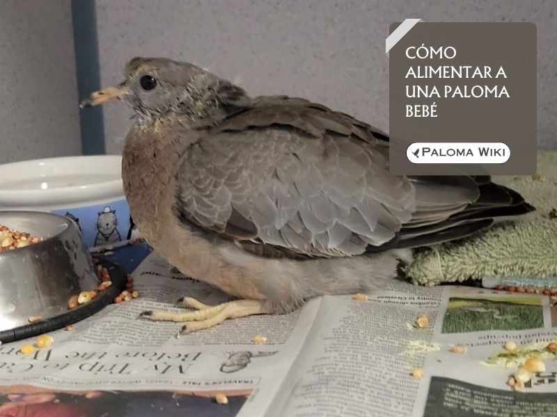 Cómo alimentar a una paloma bebé