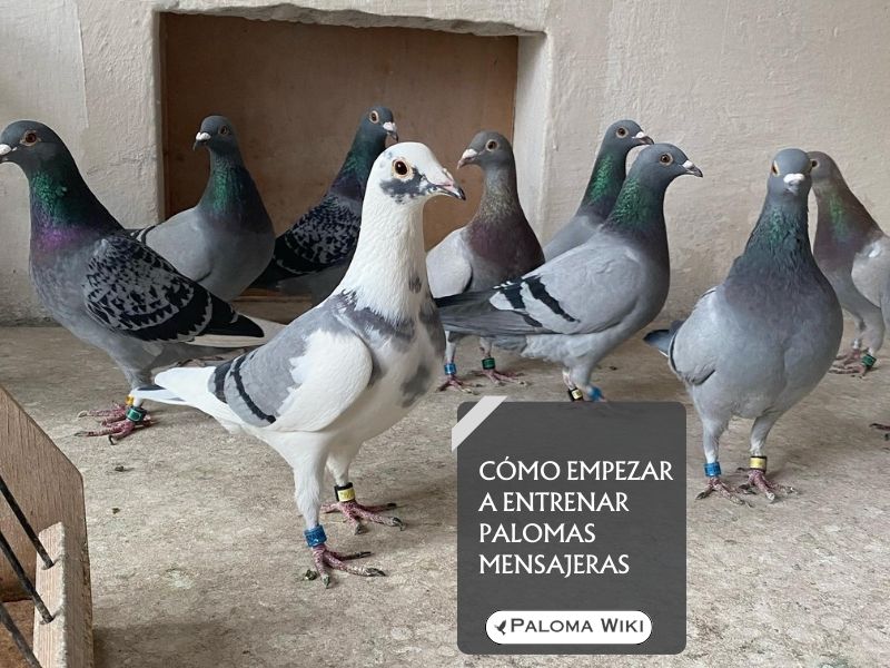 Cómo empezar a entrenar palomas mensajeras