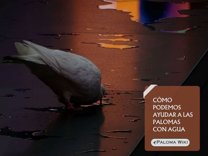 Cómo podemos ayudar a las palomas con agua