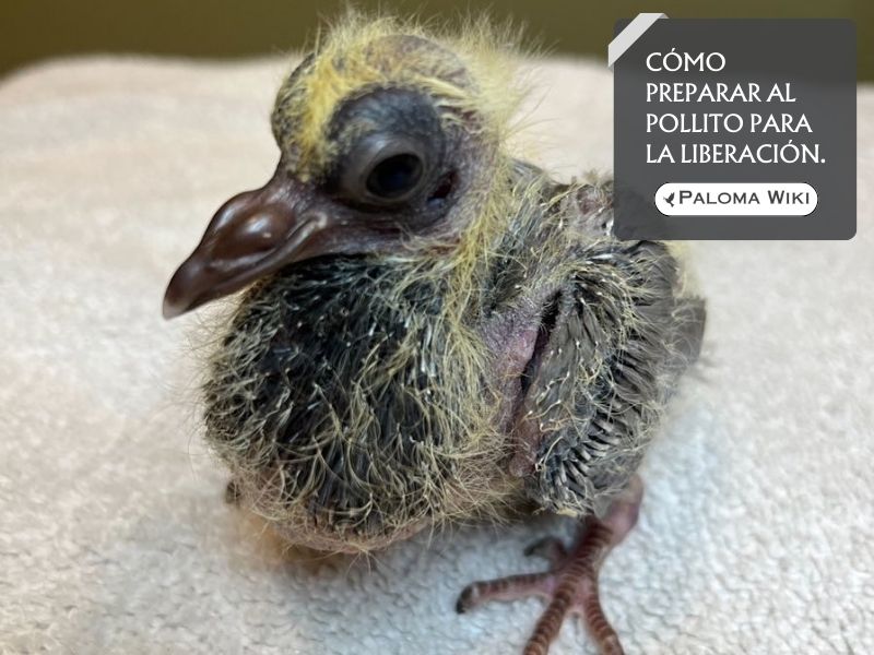 Cómo preparar al pollito para la liberación.