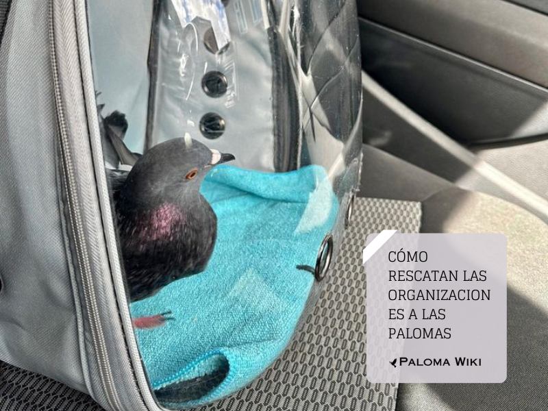 Cómo rescatan las organizaciones a las palomas