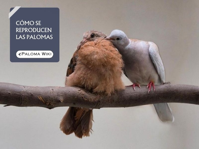 Cómo se reproducen las palomas