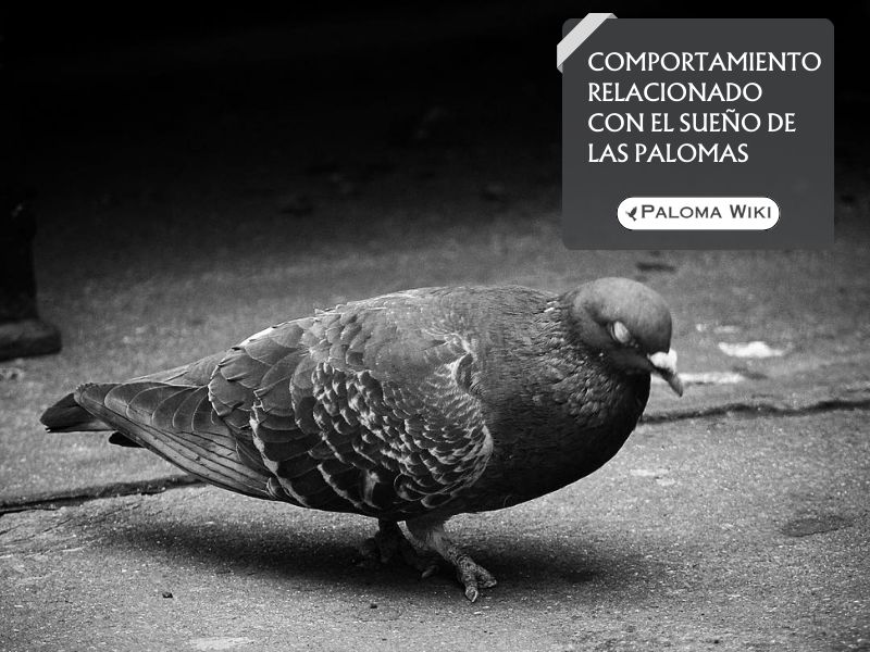 Comportamiento relacionado con el sueño de las palomas