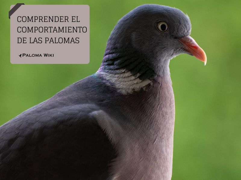 Comprender el comportamiento de las palomas