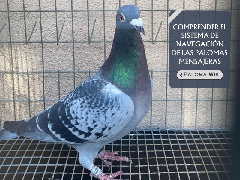 Comprender el sistema de navegación de las palomas mensajeras