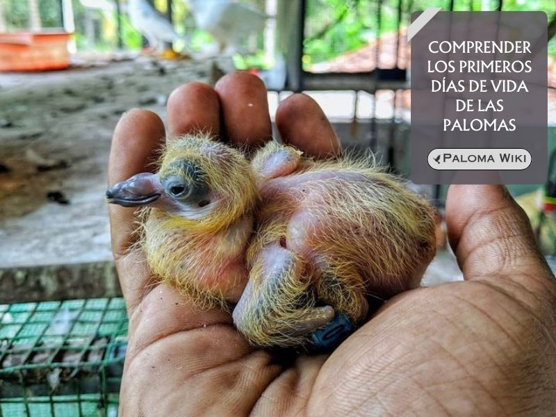 Comprender los primeros días de vida de las palomas