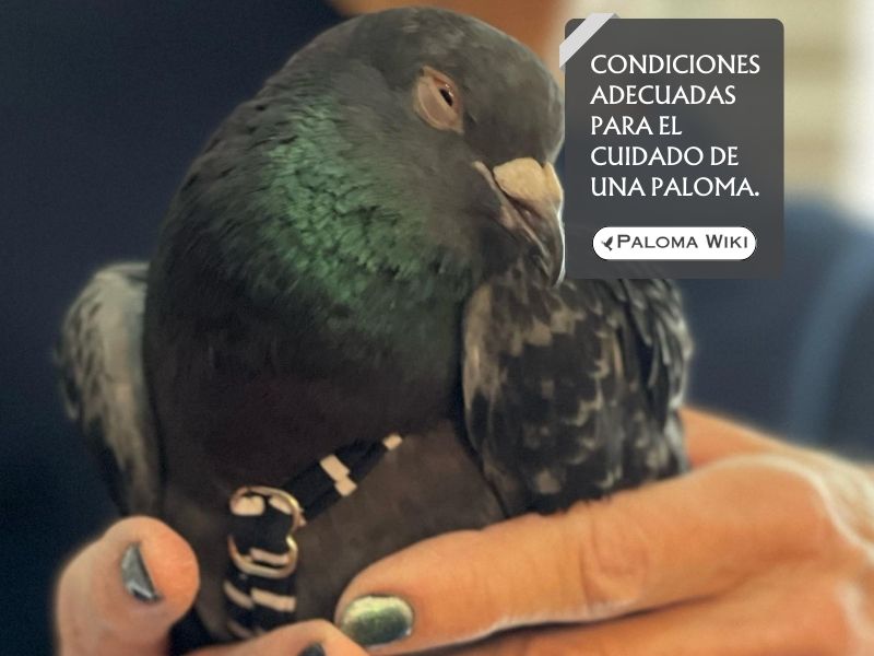 Condiciones adecuadas para el cuidado de una paloma.