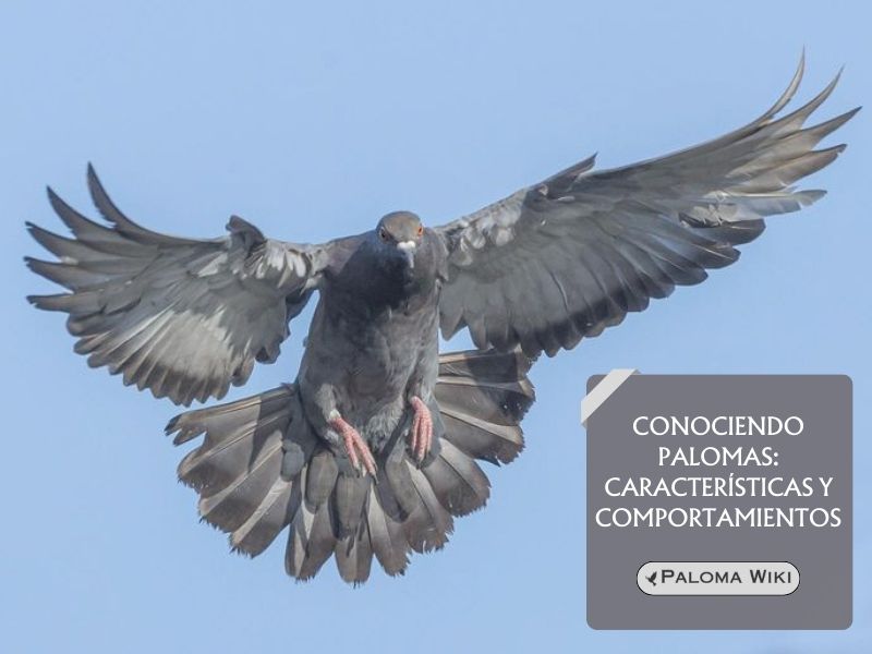 Conociendo palomas: características y comportamientos