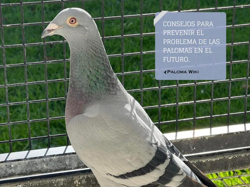 Consejos para prevenir el problema de las palomas en el futuro.