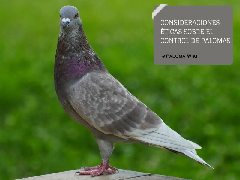 Consideraciones éticas sobre el control de palomas