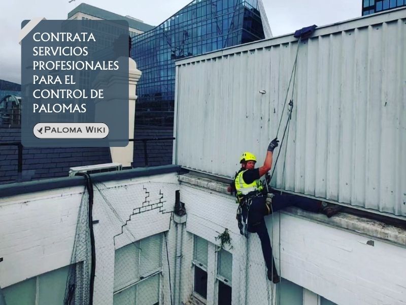 Contrata servicios profesionales para el control de palomas