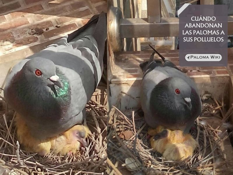 Cuándo abandonan las palomas a sus polluelos