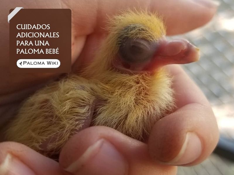 Cuidados adicionales para una paloma bebé