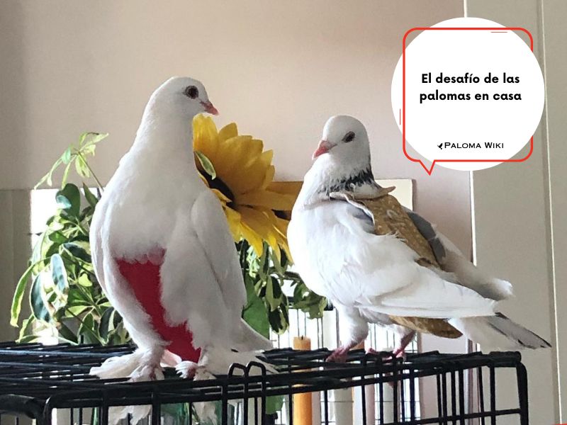 El desafío de las palomas en casa