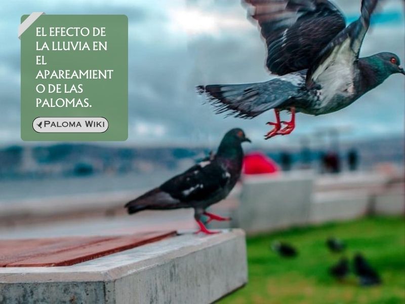 El efecto de la lluvia en el apareamiento de las palomas.