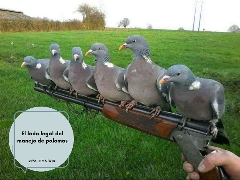 El lado legal del manejo de palomas