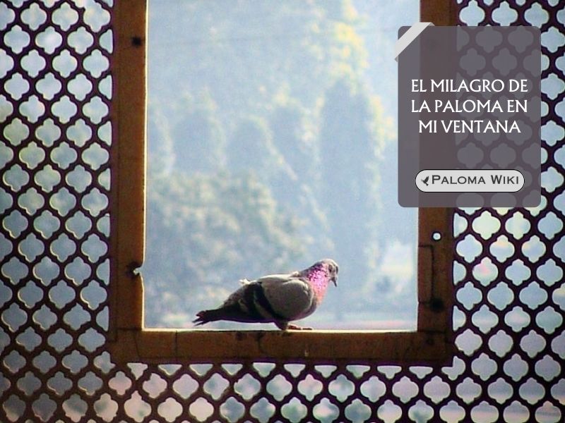 El milagro de la paloma en mi ventana