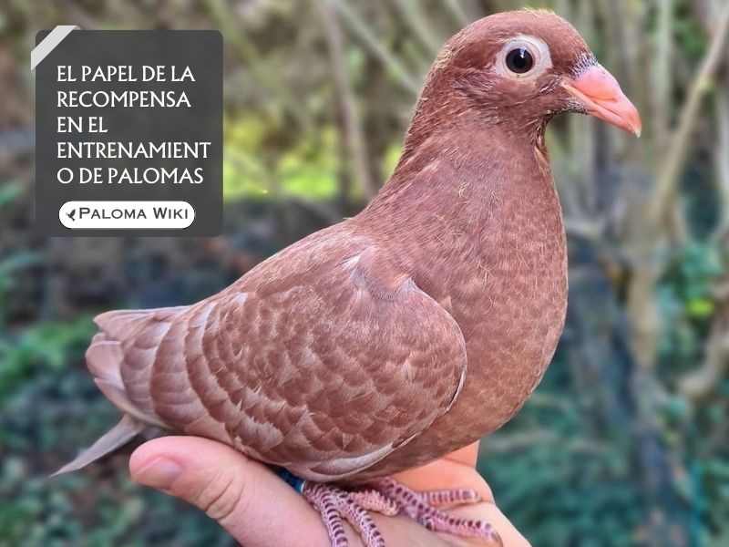 El papel de la recompensa en el entrenamiento de palomas